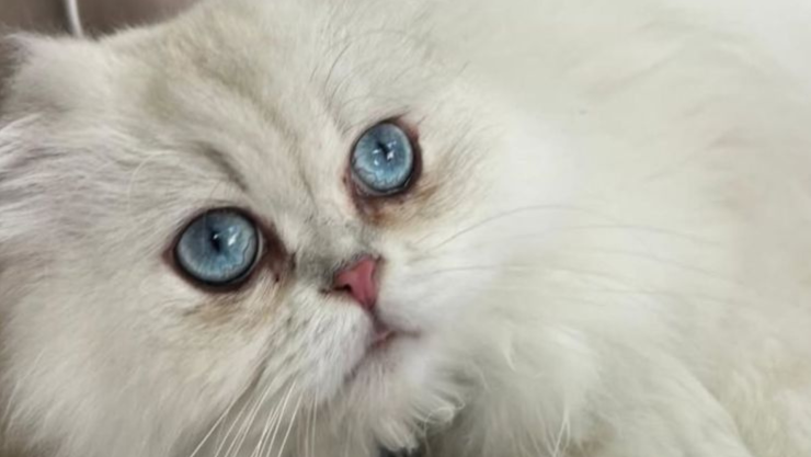 Belinda pierde a su gato Glen, lo busca por redes sociales.png