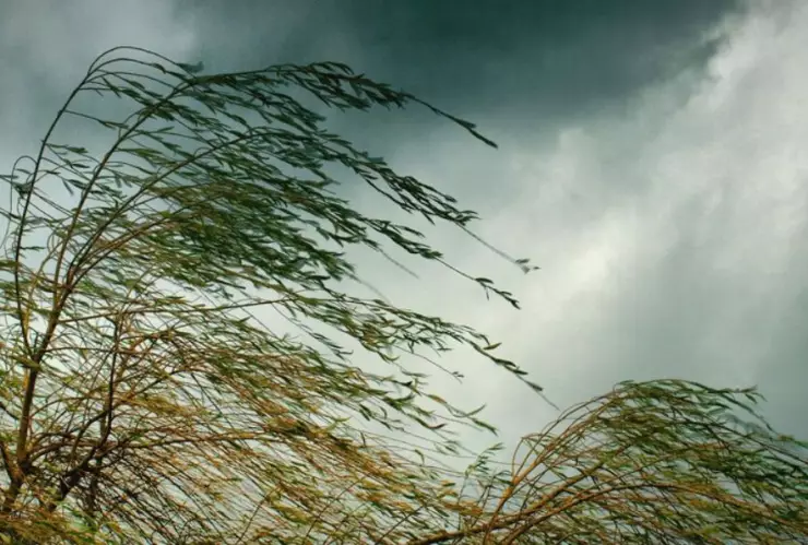 Clima Tijuana hoy viernes 8 de noviembre de 2024 ¿Cómo afectarán los vientos de Santa Ana?