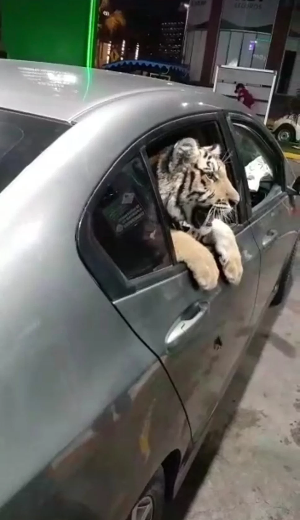 Un tigre de bengala fue captado en el malecón de Mazatlán paseando a bordo de un coche