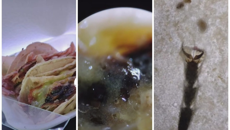 tacos callejeros-microscopio