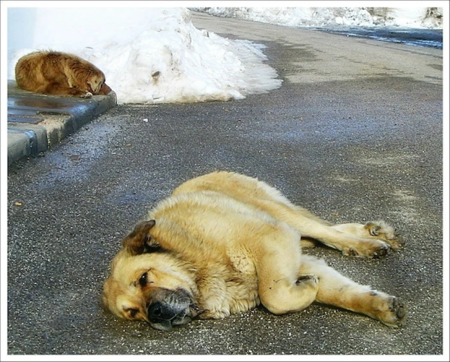 El vehículo es para trasladar a los gatos y perros que estén en estado crítico de salud