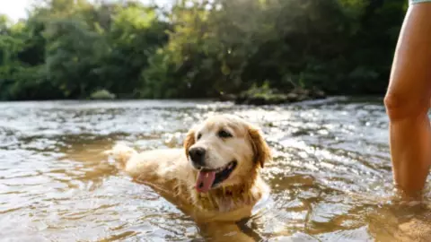 ¡Casi no lo logra! Perrito nada por primera vez y preocupa a sus dueños; aquí la razón (VIDEO)