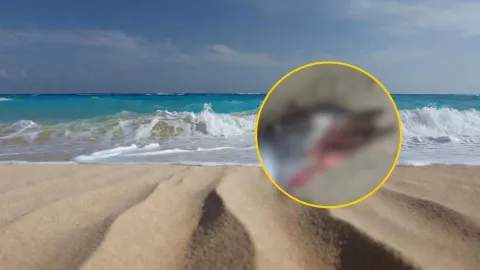 Delfín muerto en playas de Veracruz