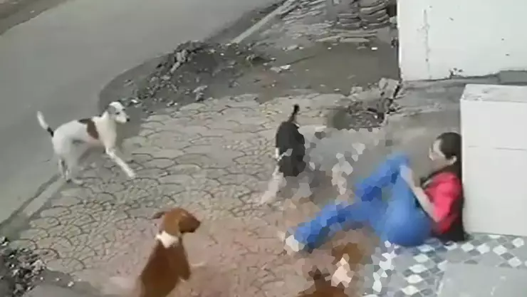 ¿Pasó en Yucatán_ Captan ATAQUE de jauría de perros contra una joven que iba caminando en la calle