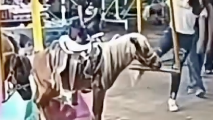 PONY