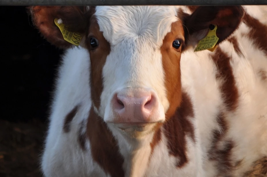 Una vaca se desbarrancó mientras pastaba, y se precipitó en vivienda de láminas, causando la muerte de una persona