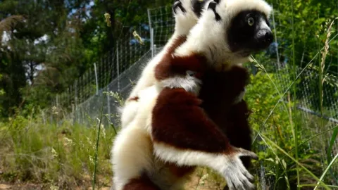 Nace Junius, el bisnieto de Zoboomafoo quién es el nuevo lémur del legado de los hermanos Kratt