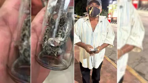 Víbora de cascabel muerde a niño en Yucatán; su abuelito pide ayuda