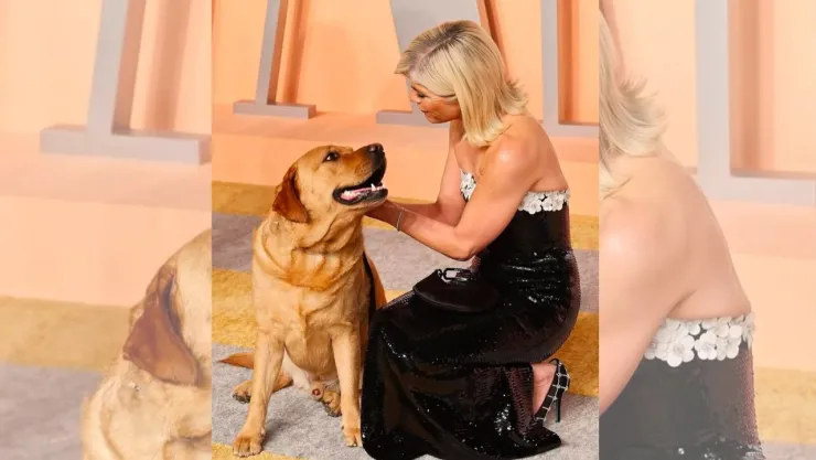 perro asistencia