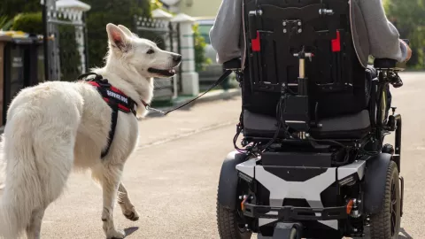 Perro enternece las redes al empujar silla de ruedas de mujer