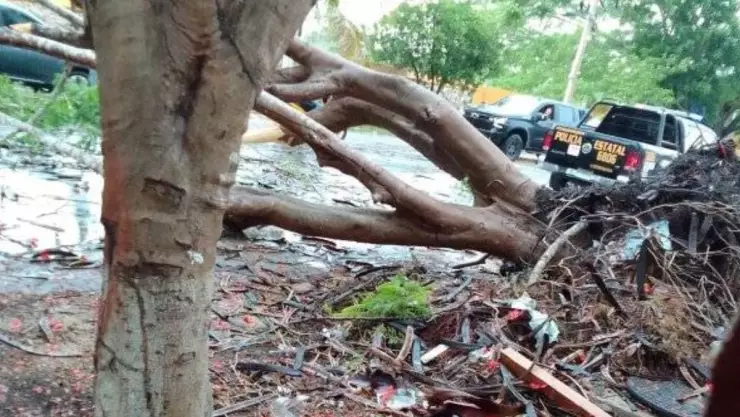 fuerte turbonada en merida derriba arboles