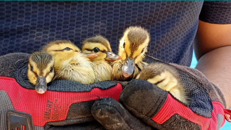 Rescate patitos coladera El Marques IMPA Queretaro 2026