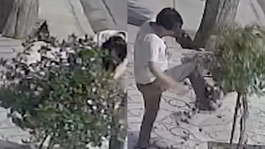 VIDEO Joven se pelea con un árbol en Bolivia; estaba bajo los efectos del alcohol