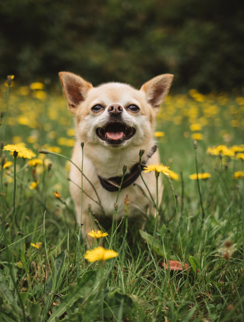 Cómo hacer que tu perro conviva con otros perros