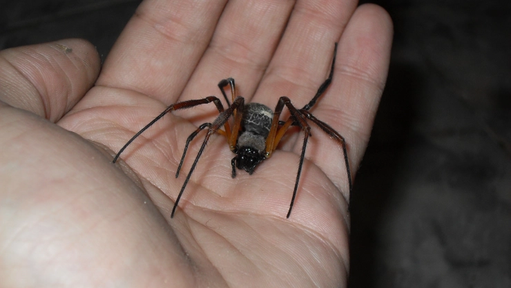 Estados Unidos lluvia de arañas gigantes 1.jpg