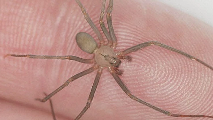 ¿Cuándo es la temporada de araña violinista 2025?