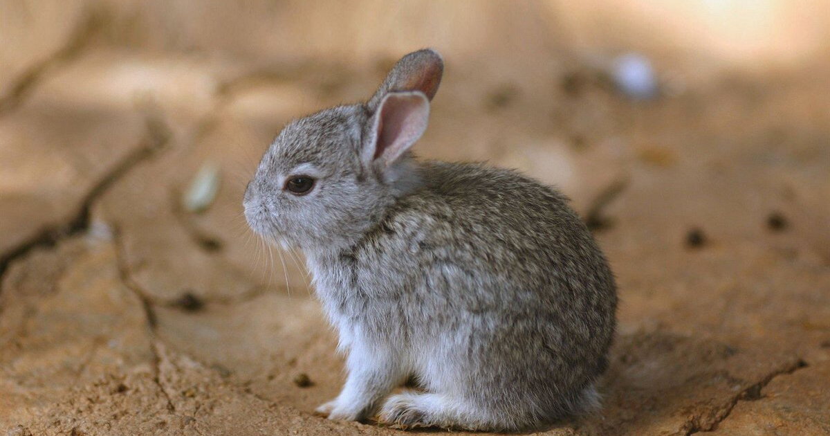 Teporingo: especie orgullosamente mexicana