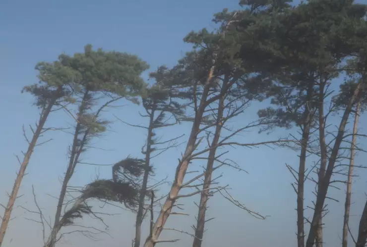 vientos de santa ana