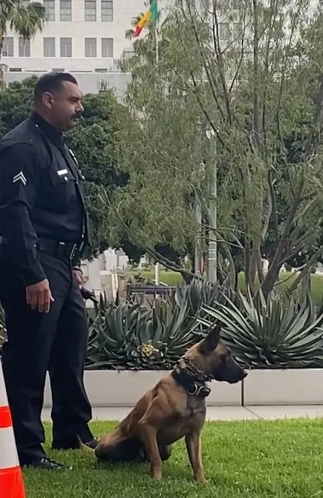 Perros policía no reciben un salario, trabajan horas extra y están dispuestos a dar la vida por sus empleadores en las corporaciones policiacas del mundo