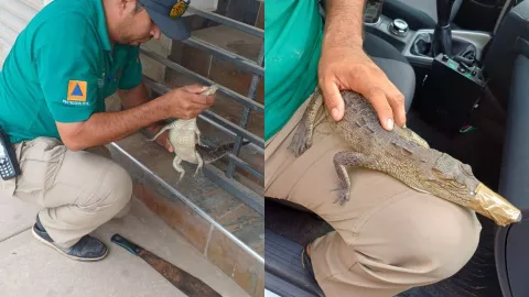 Encuentran cocodrilo en la colonia Ruiz Cortines en Culiacán, Sinaloa.jpg