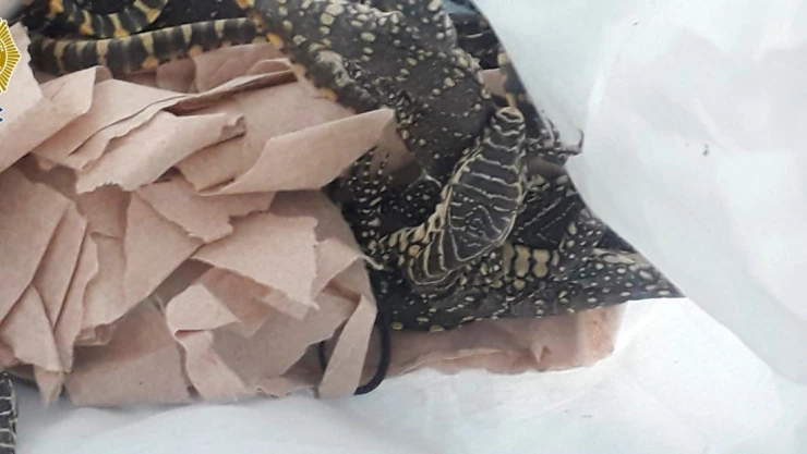 animales exoticos.jpg