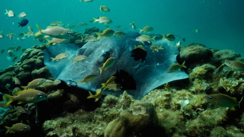 mantarraya