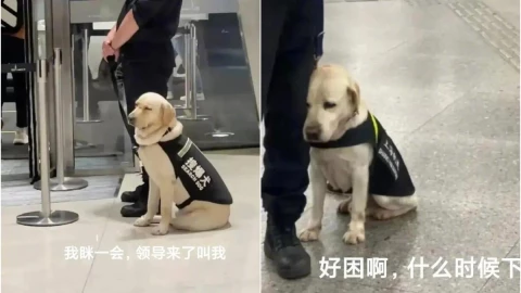 perrito-de-seguridad-viral-trabajo