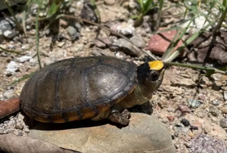 Roban 55 tortugas en peligro de extinción en Puerto Vallarta