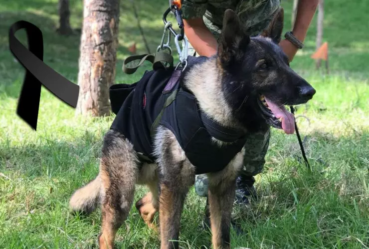 Proteo perro rescatista mexicano