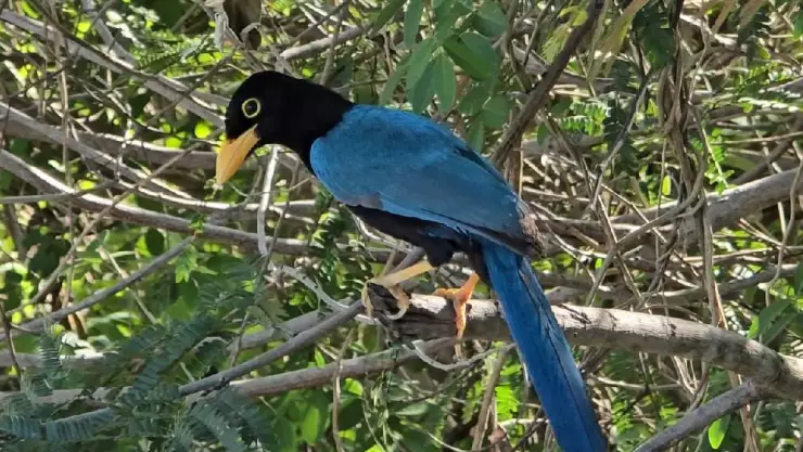 PORTADA ave azul.jpg