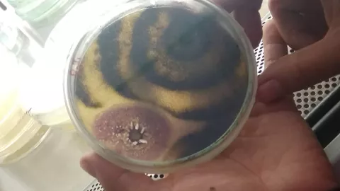 Qué es el patógeno Fusarium graminearum