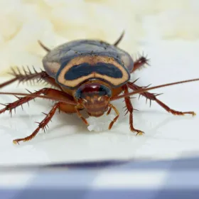 Cucaracha