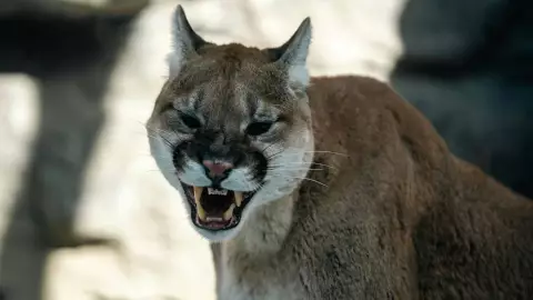 Campesino se enfrenta a puma y sobrevive