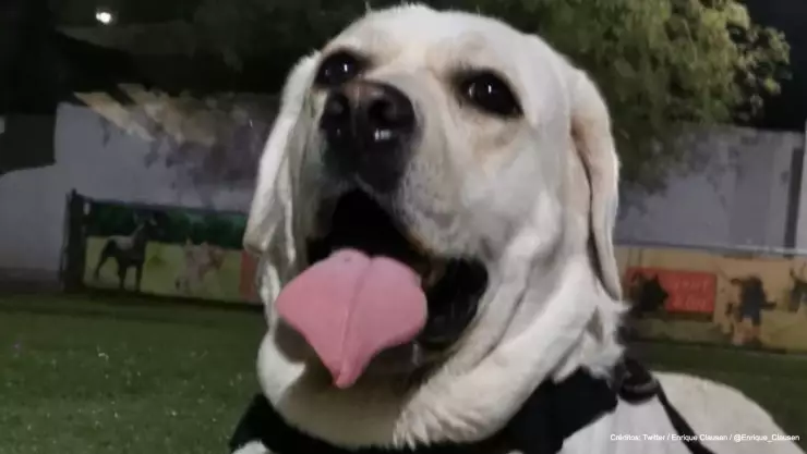 entrenamiento canino covid-19 sonora.jpg