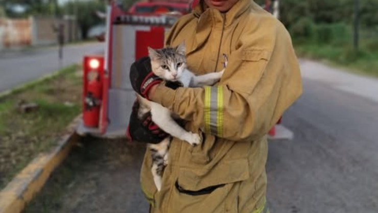 Gatito Dolores Hidalgo.png