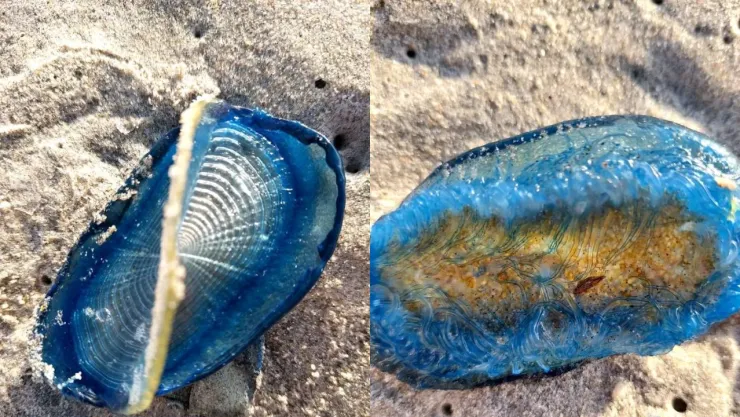 MEDUSAS