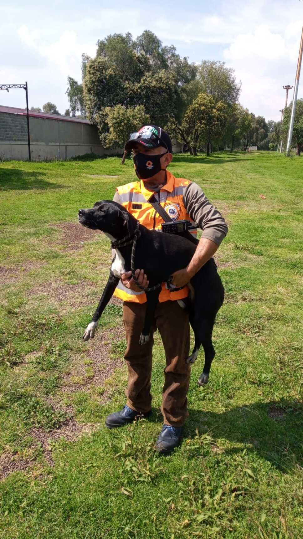 Perro rescatado de vias del Metro
