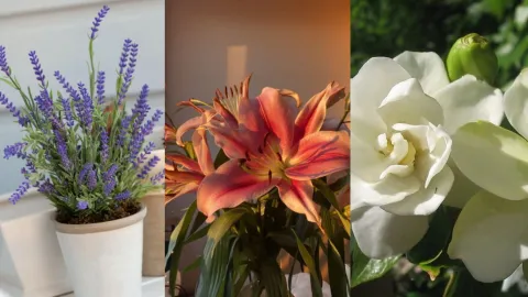collage plantas verano