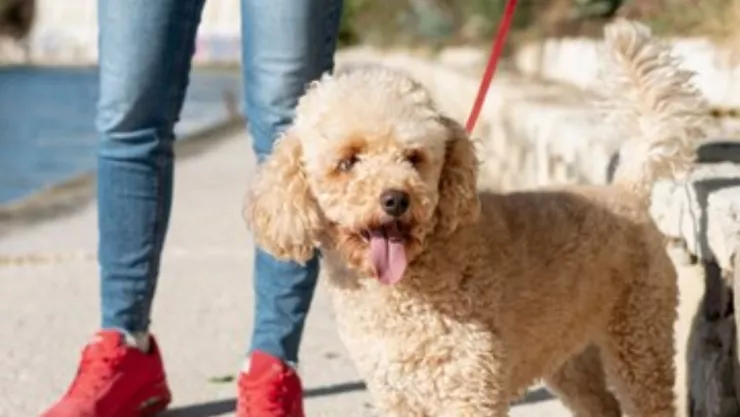 cómo pagar multas de tránsito de la cdmx con paseo de perros.jpg