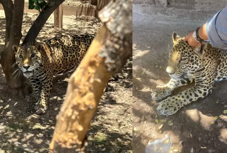 Rescatan a jaguar en Mocorito, Sinaloa