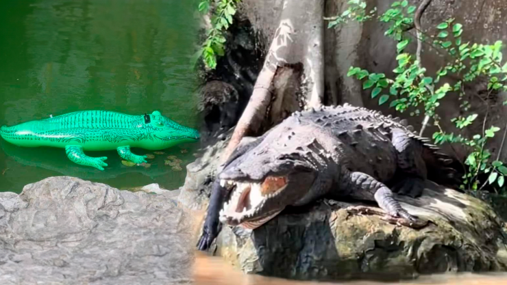 Turista enciende las redes por asegurar que hay cocodrilos falsos en el Cañón del Sumidero