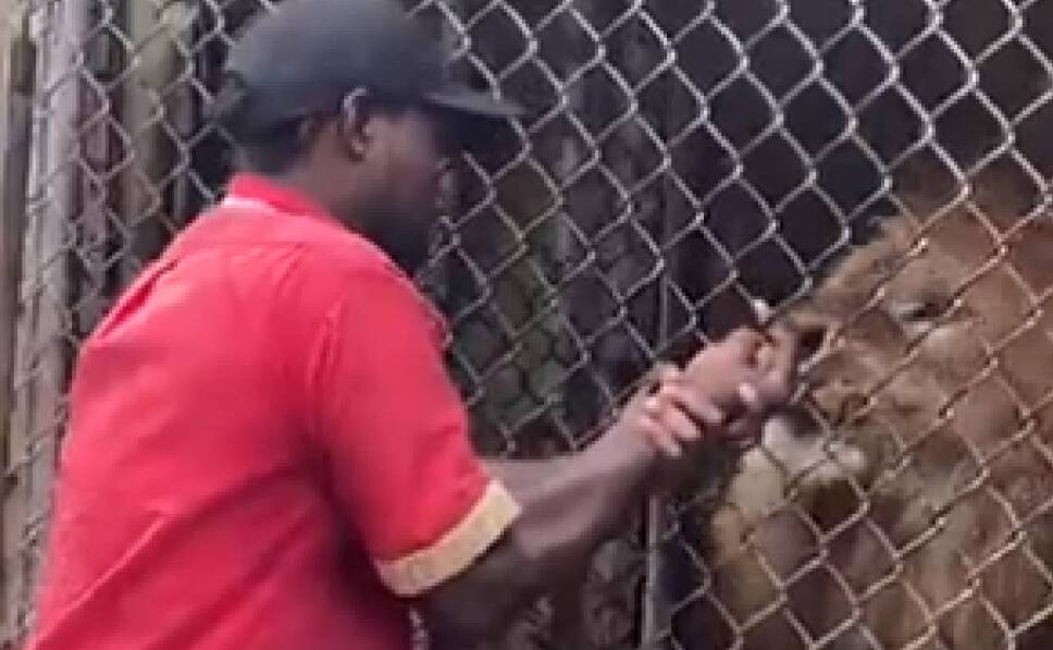 León arranca dedo a su cuidador en Jamaica