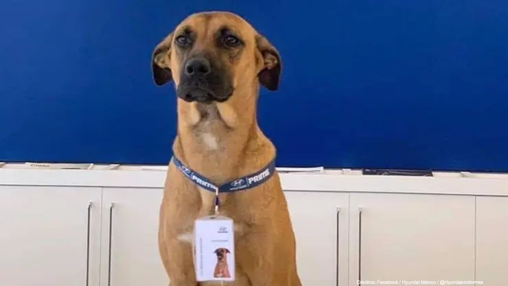 perro callejero consigue trabajo agencia autos.jpg