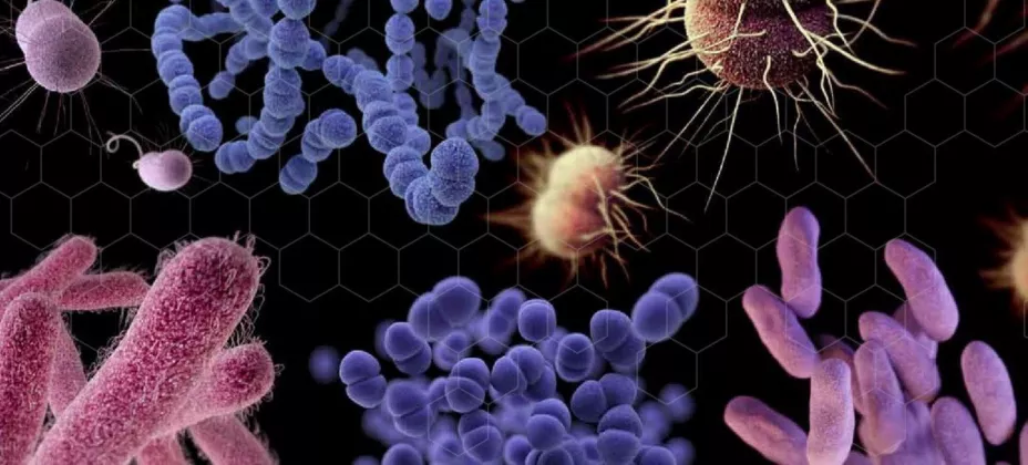 Virus y bacterias ONU.jpg