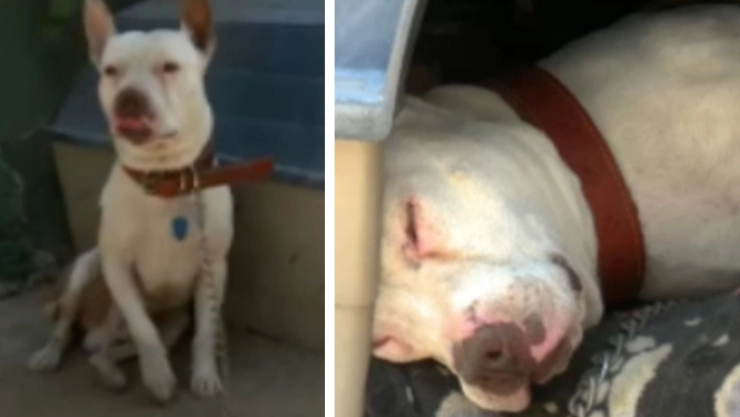 Rocky perro pelea edomex automotriz