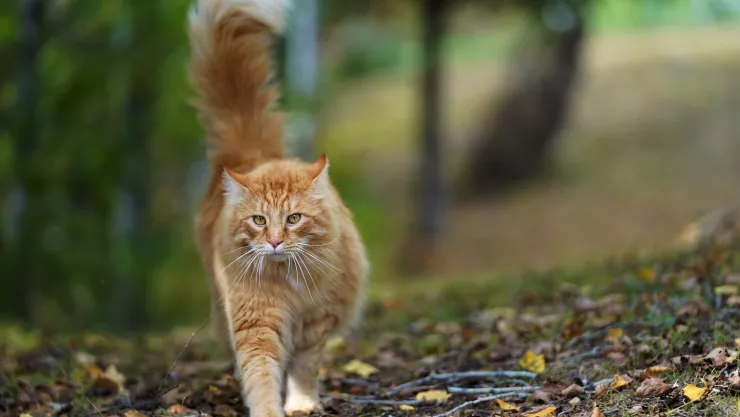 El lugar al que van los gatos que escapan de casa, según la ciencia