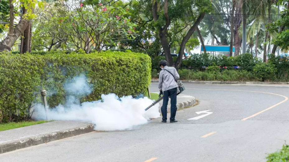 Invasión de mosquitos en Argentina