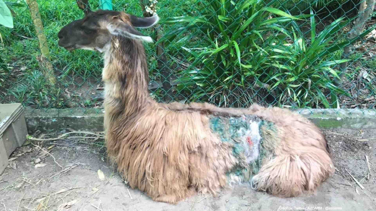 abandono animales zoologico veracruz.jpg