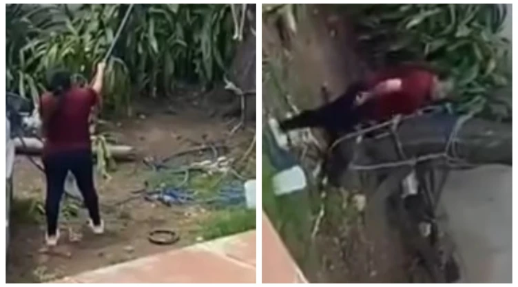 Captan brutal maltrato animal: Mujer cuelga a perro de un árbol en Hidalgo