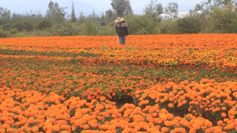 Sedema presenta mapa de floricultores de cempasúchil en CDMX